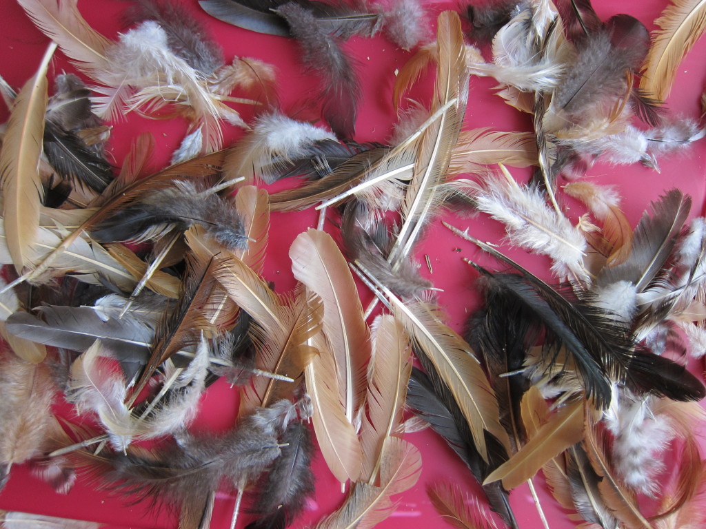 photograph of feathers from the Prairie Crossing Chickens